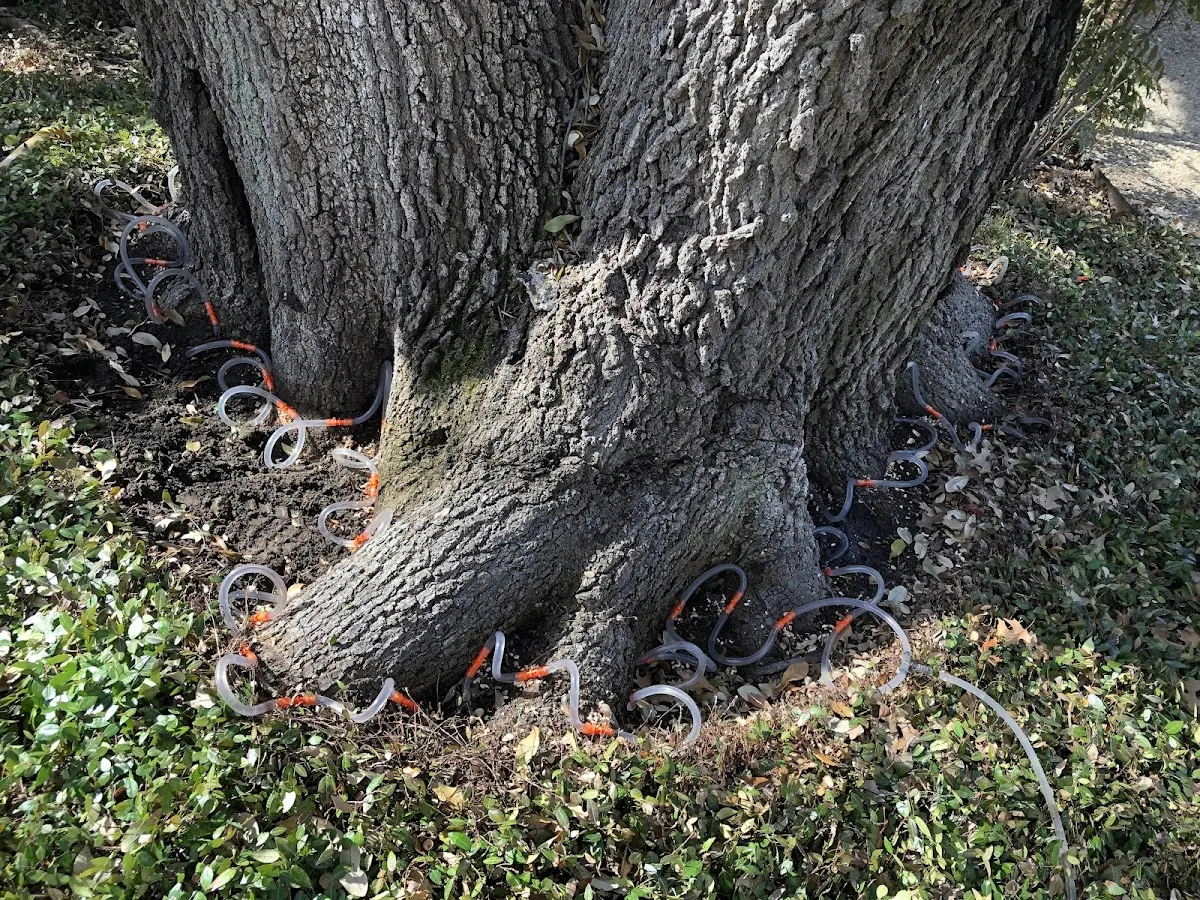 Detailed Tree Cabling and Bracing job site in New Ulm