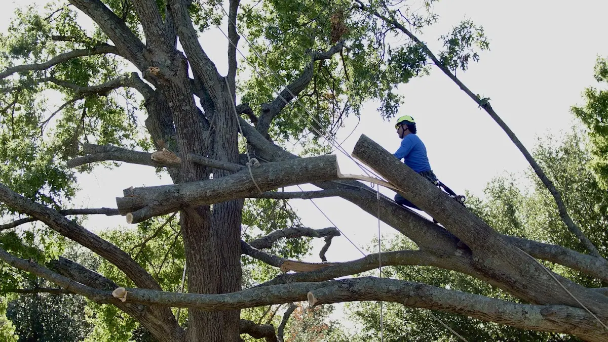 Professional Hazardous Tree Removal performed by certified arborists in New Ulm