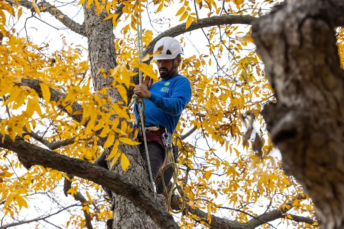 Skilled Emergency Tree Service crew working in New Ulm